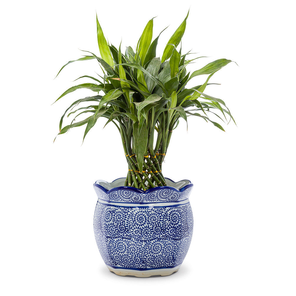 Blue & White Scallop Edge Planter